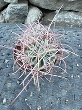 CottonTop Cactus, Echino - polycephalus, Red barrel Cactus 