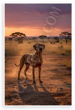 Rhodesian Ridgeback Savannah Sunset Dog 12x18 Poster