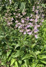 Calico Beardtongue - Penstemon calycosus 60+ Seeds, Native Pollinator Plant