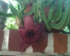 TWO Stapelia Grandiflora Cactus CUTTINGS Red Flowers Starfish Toad Carrion Plant