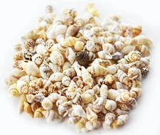 1/2 LB (700) Tiny Mixed Nassa Mini Shells (1/4-5/8") Beach Arts Crafts Hobby.