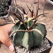 Astrophytum capricorne cv bufalo (spina spessa) da see-d, A copiapoa aztekium