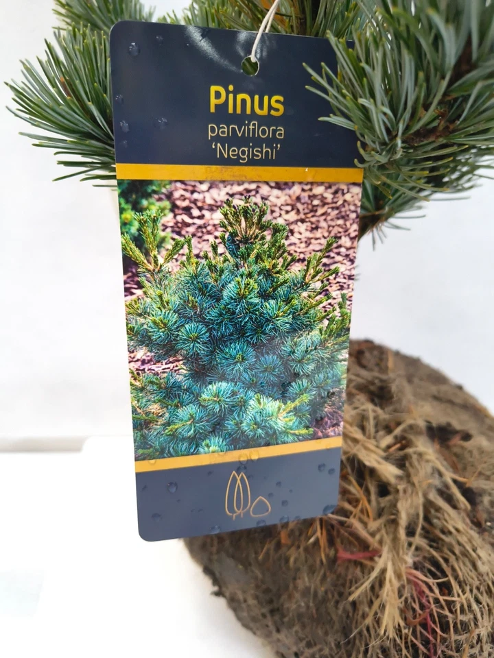 Pinus parviflora Negishi 40–60 cm Mädchenkiefer Wurzelballen Bonsai winterhart - Bild 2 von 3