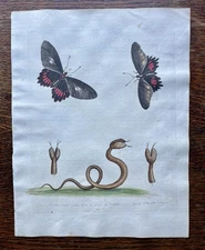 Antique 1748 George Edwards Butterfly Two Headed Snake Barbados Original Etching