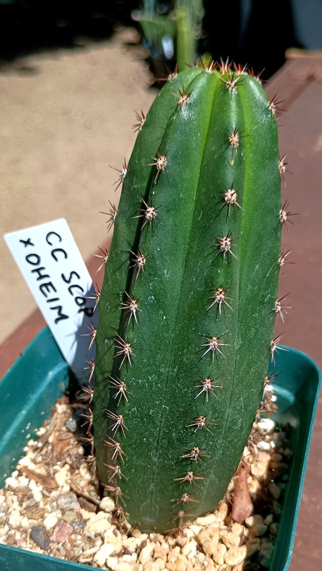 Echinopsis 'CC Scop-x-Oheim'  FAT Rooted Premium Hybrid Yearling Cactus