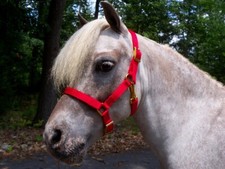 Miniature Horse Adjustable Nylon Halter, Red