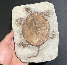 Real Turtle Fossil Rare Chinese Best Triassic Keichousaurus Collection 90002