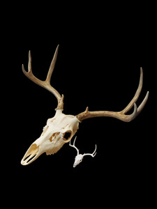 3D Printed Montana Deer Skull European Mount Replica #277# Gothic Decor