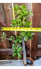 Crassula Ovata 33"H 34"H Thick Trunk Jade Tree Pre-Bonsai Door Pick Up 94538