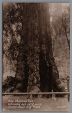 Postcard CA General Sherman Tree 5000 Years Old Santa Cruz Big Trees RPPC B12
