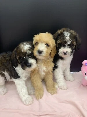cavoodles for sale gumtree