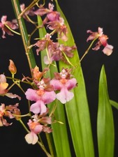 Oncidium "Rosy Sunset" Very Fragrant Flowers. 12 Cm Pot. Not In Bloom 