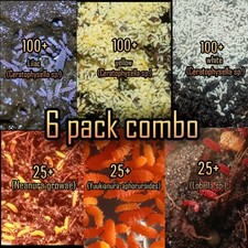 6 Pack Combo  Reptile Supplies/Feeders