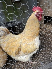 8 Rare English Orpington Lemon Cuckoo Hatching Eggs