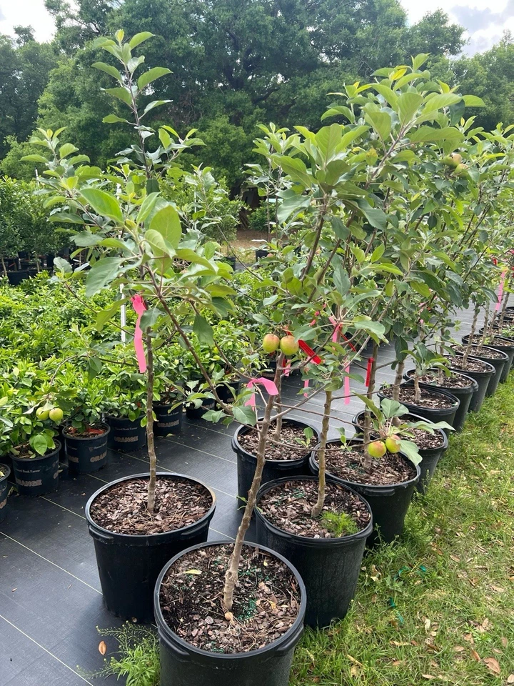 Apple Grafted Tree Organic - Image 2 of 2