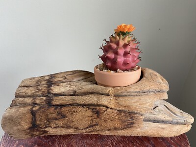 Vintage Driftwood Planter 11  T X 8  W Unusual Shape Free S/H Offer