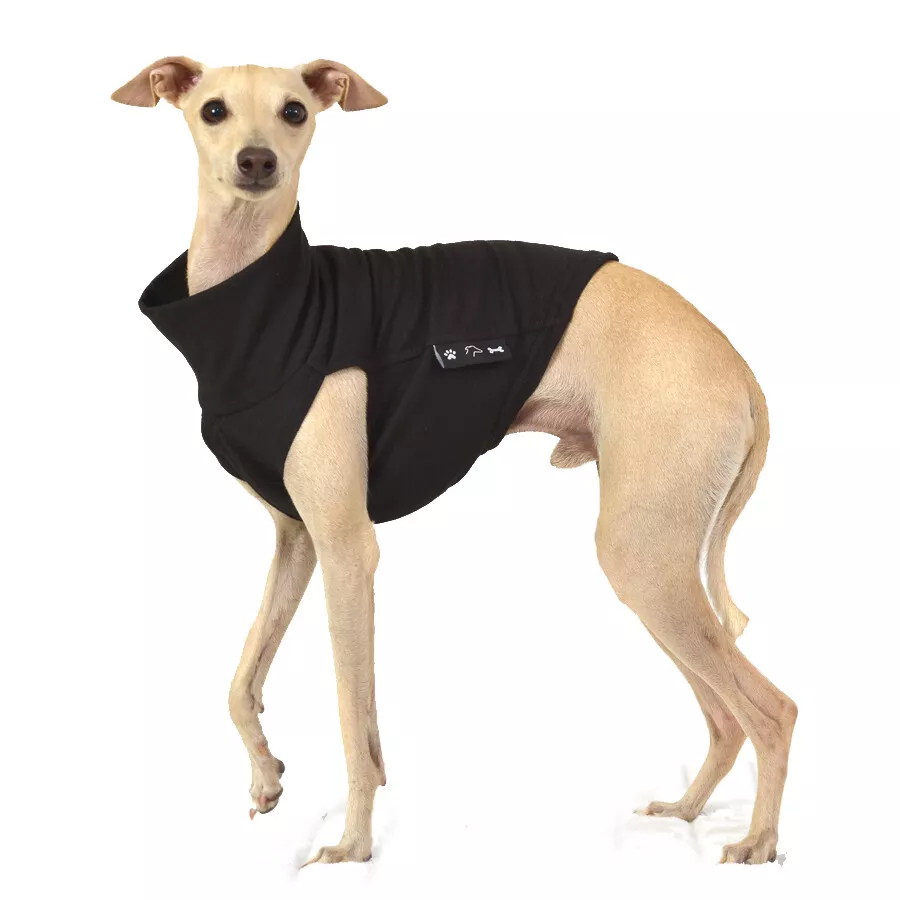 Greyhound Cotton Jacket Whippet Jumper Galgo Italian