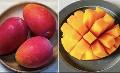 MIYAZAKI JAPANESE Grafted Very Rare MANGO Tree Ships To All Of USA