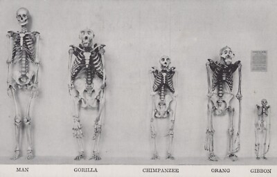 Comparative Osteology Primates Chicago IL Natural History Museum Postcard 13992a