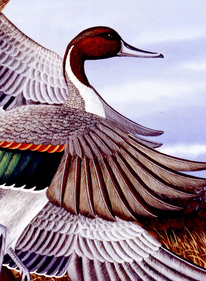 RISING PINTAILS DUCK 11x17 WATERFOWL COLORFUL PRINT by James Partee Jr ...