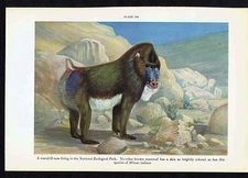 Mandrill - African Baboon- 1931 Chromolithograph