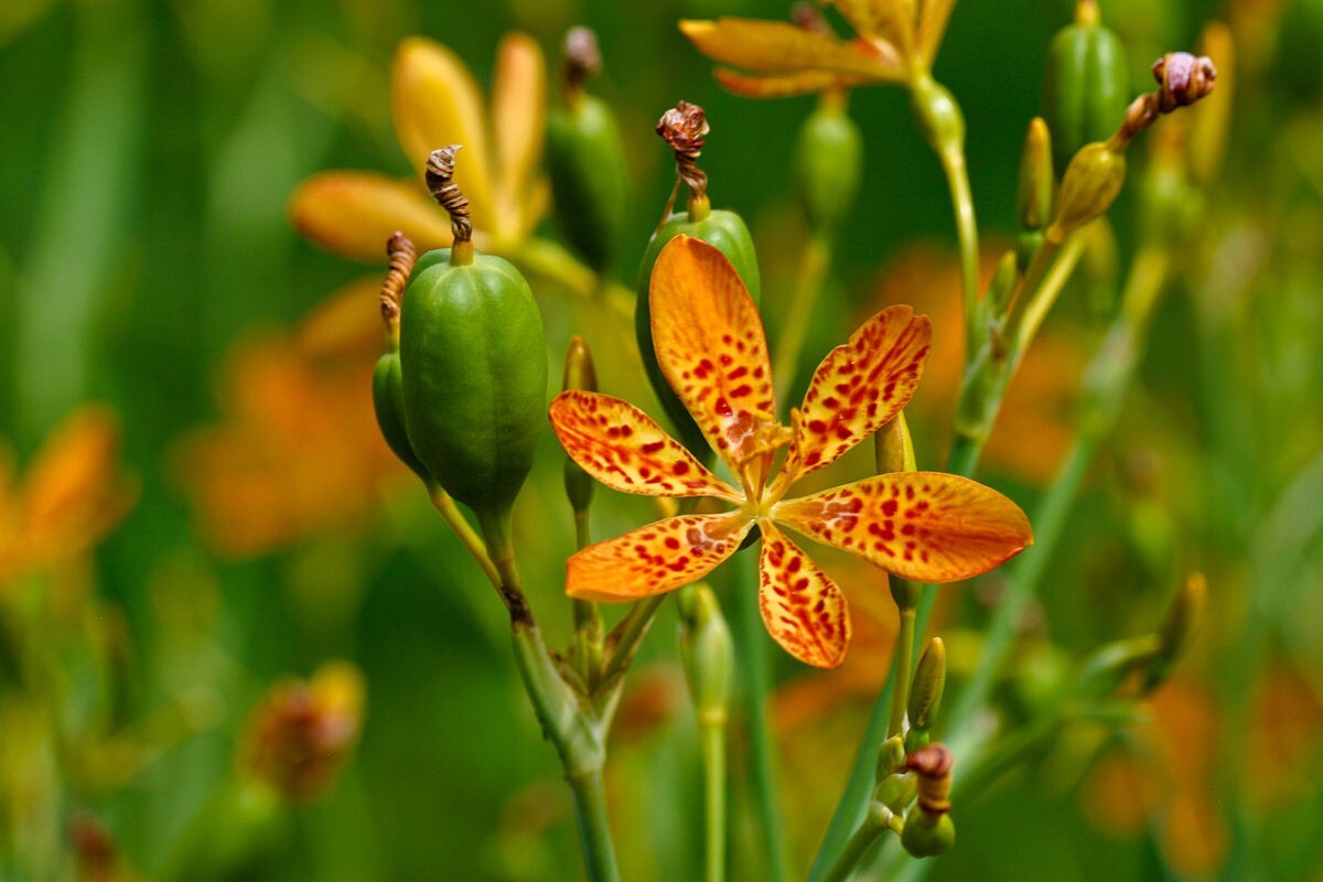 Flor de leopardo - Lirio negro Lirio leopardo - Belamcanda chinensis 5+ semil...