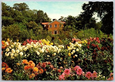 Vintage 1975 Göteborg Botanical Garden Dahlia Flower Bed Postcard
