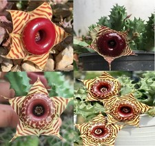 2 Ramas de Huernia Zebrina para variegata ariegata, Huernia, Huernia Blooming