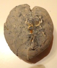 Schöner Herzseeigel Höver Micraster U984 TOP- Auktionen-Schau Mal durch !😎