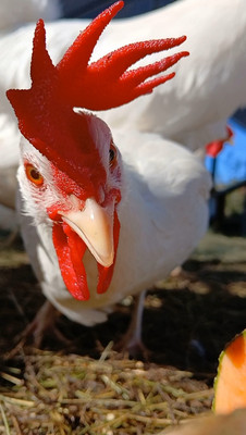     12+ White Leghorn Hatching Eggs NPIP CERTIFIED     