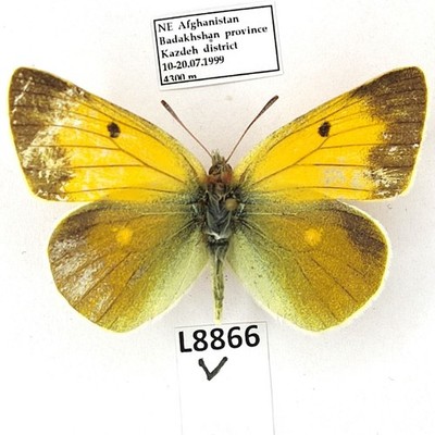 Pieridae, Colias marcopolo kushana, female, B, Afghanistan, FORM