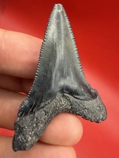 SHARPLY SERRATED MEGALODON ANCESTOR SHARK TOOTH FOSSIL 1.99” NO REPAIR