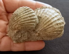 CA05 - AEQUIPECTEN BOLLENENSIS Fossile, Pliozän (Italien)