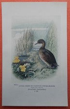 Zwergtaucher Tachybaptus  DABCHICK   FARBDRUCK 1910 Nest Eier Ornithologie
