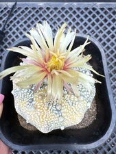 Astrophytum Asterias Super Kabuto Variegated Star Shape Shinshowa Flower! 🌼