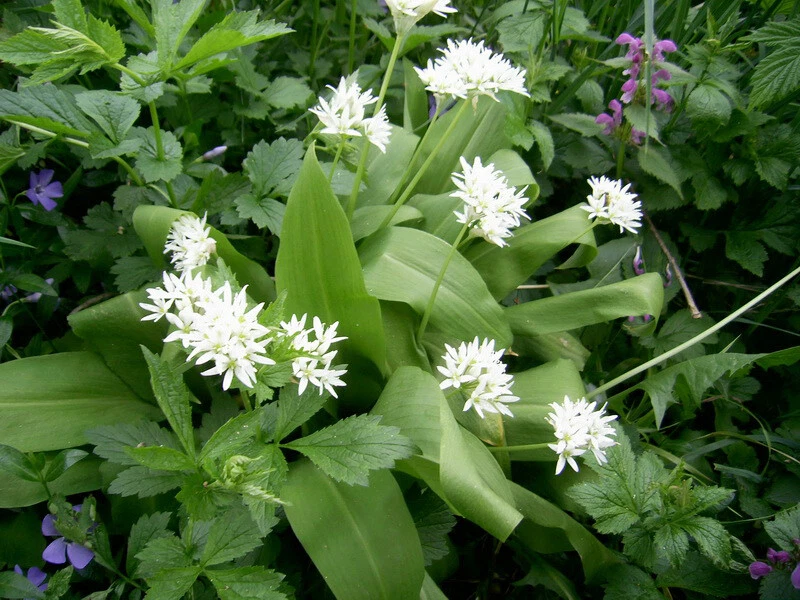 Wild Garlic Flower Essence Best Flower Site