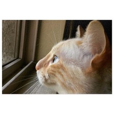 Jigsaw Puzzle 30, 110, 252, 500,1000-Piece