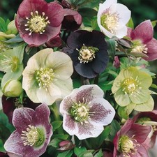 HELLEBORUS' PLANT SEEDS SEVERAL TYPES TO CHOOSE   