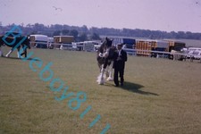 Clydesdale horse at Yorkshire Show in 1970's original 35 mm Slide v2