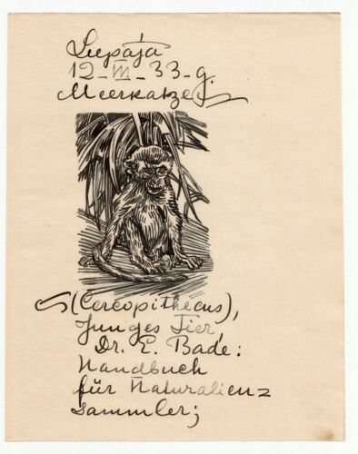1933 Russian Art Russe Sermoskin Ivan Original Ink Drawing  Monkey - Bild 1 von 1