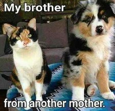Funny Cat  refrigerator magnet 3 1/2x 4 1/2"