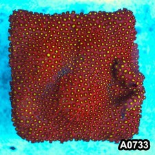 Item A0733FM0733 M WYSIWYG Cultured Bling Bling Cyphastrea Colony