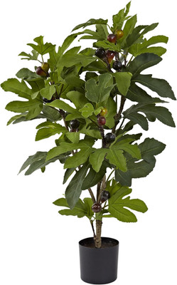32In. Fig Tree with 15 Figs