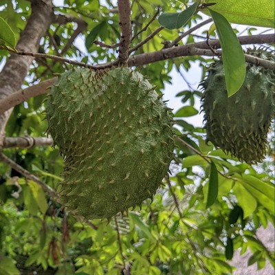 100+ Guanabana Acida Soursop Seedss (Annona muricata) Sweet Soursop
