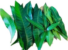 Thé aux feuilles de mangue fraîche bio tout naturel, sans pesticide, sans produit chimique de...