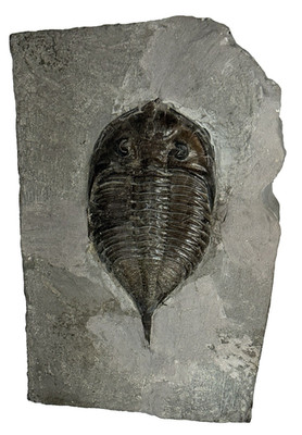 Trilobite Fossil Dalmanites Limulurus Rochester NY Devonian Specimen Complete
