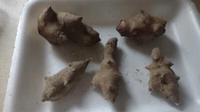 5 L.M. Red organic Jerusalem Artichoke Tuber for PLANTING