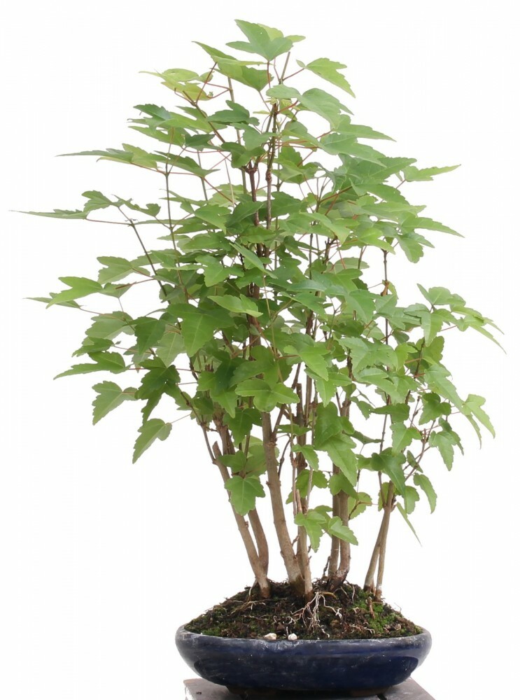 Bonsai Acer buergerianum, Dreispitzahorn, Wald 204/09 4251130550927 eBay