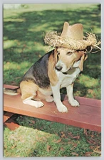 Old Dog Tray Beagle Stephen Foster Story Production Bardstown KY UNP Postcard z2