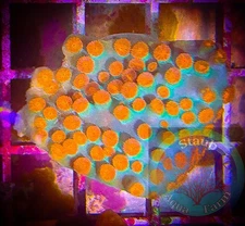 SAF~Meteor Shower  Cyphastrea Coral Frag“WYSIWYG”, SPS, Lepto, Coral Colony